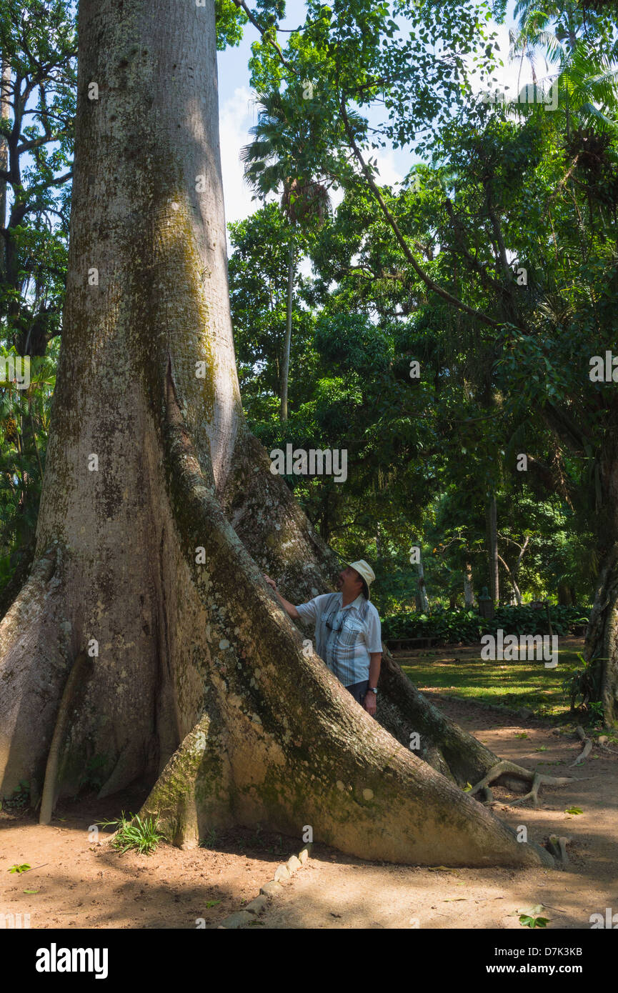 Man looking at a Ceiba pentandra, Malvaceae family, Rio de Janeiro Botanical Gardens, Brazil Stock Photo