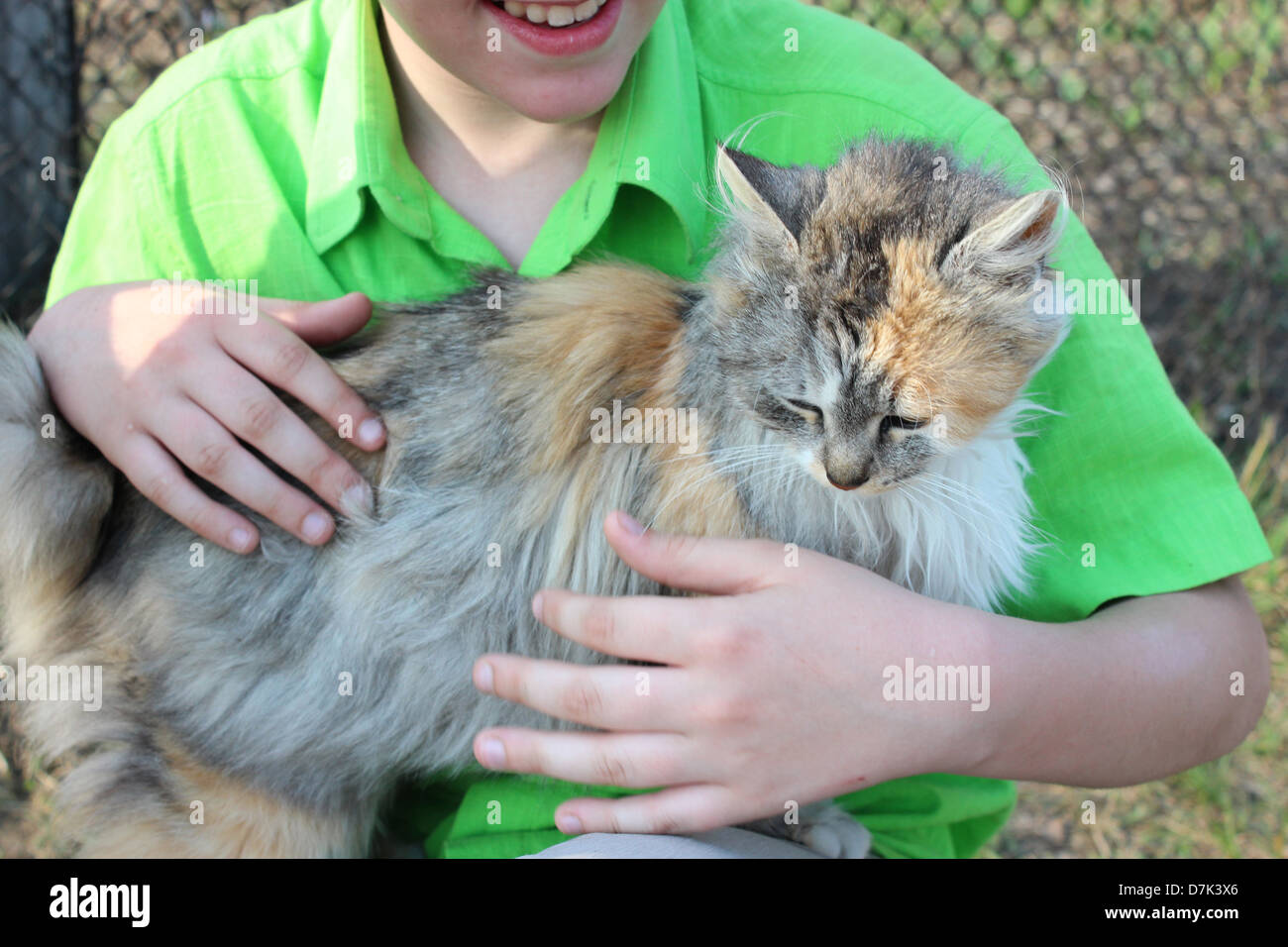 image of different colors cat on children's hand Stock Photo