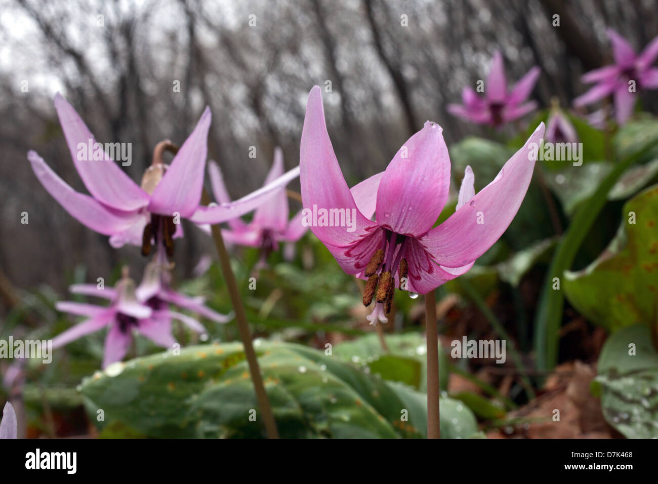 Erythronium japonicum Stock Photo Alamy
