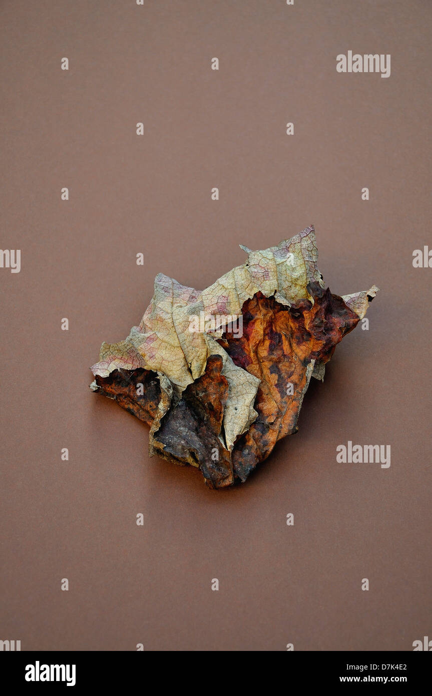 Single withered leaf hi-res stock photography and images - Alamy