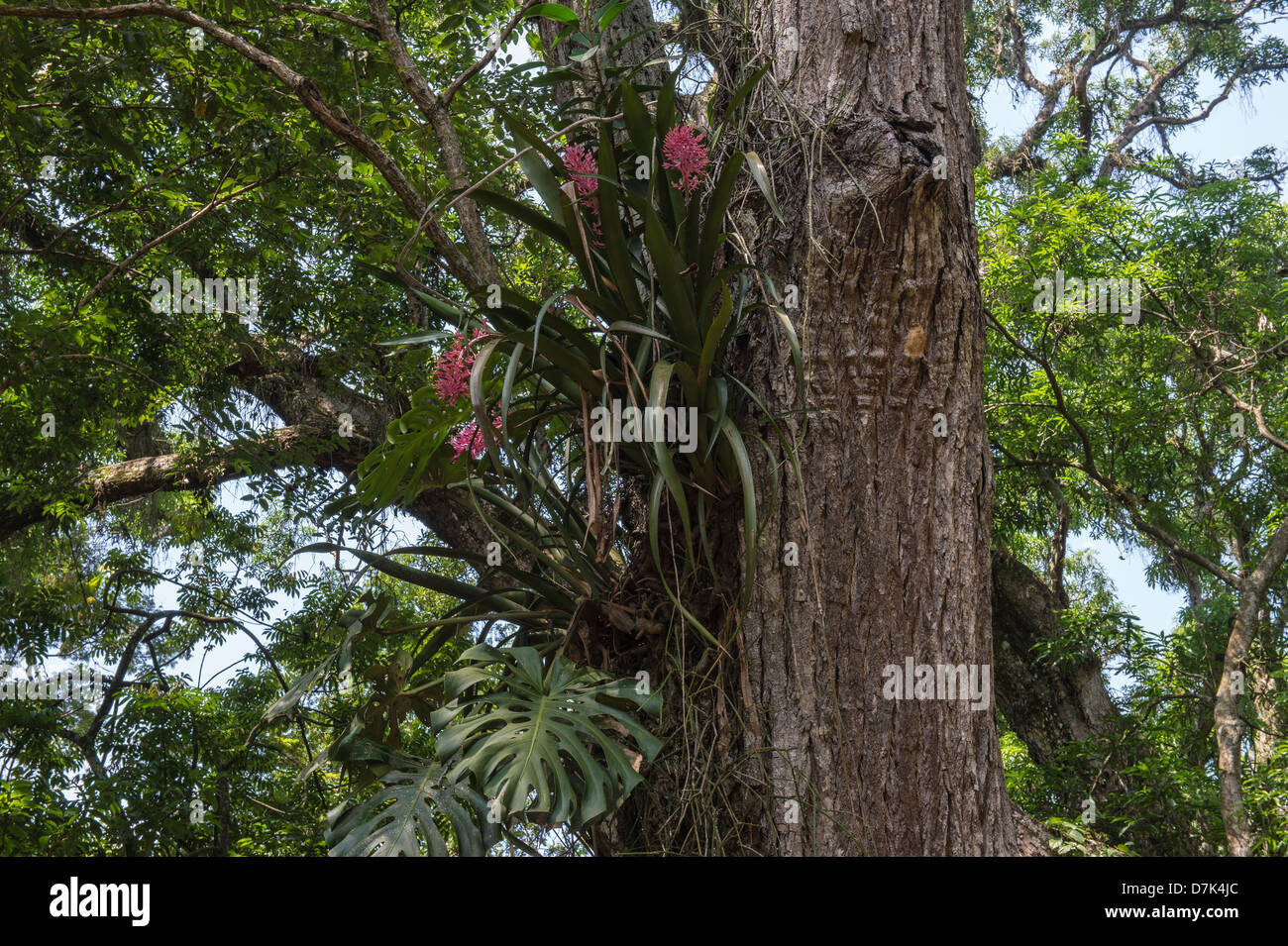 Cedrela odorata or Cedro-cheiroso, Meliaceae family, Rio de Janeiro Botanical Gardens, Brazil Stock Photo
