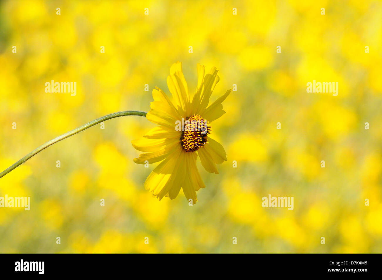 Closeup of a yellow daisy with an out of focus background. Horizontal format. Stock Photo