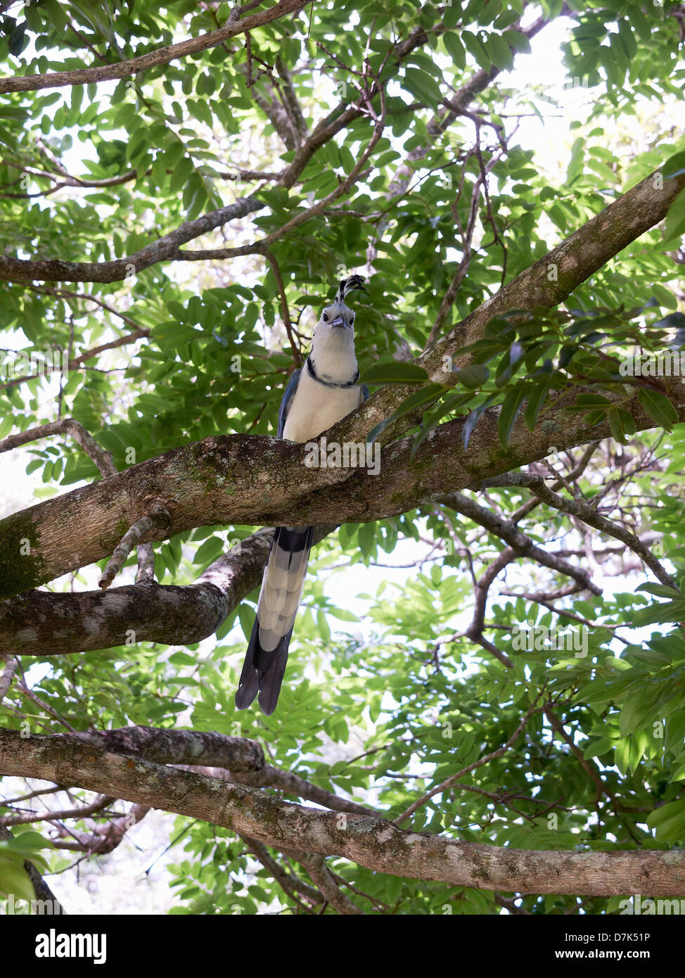 Central America, Costa Rica, White Throated Magpie Jay perching on tree Stock Photo