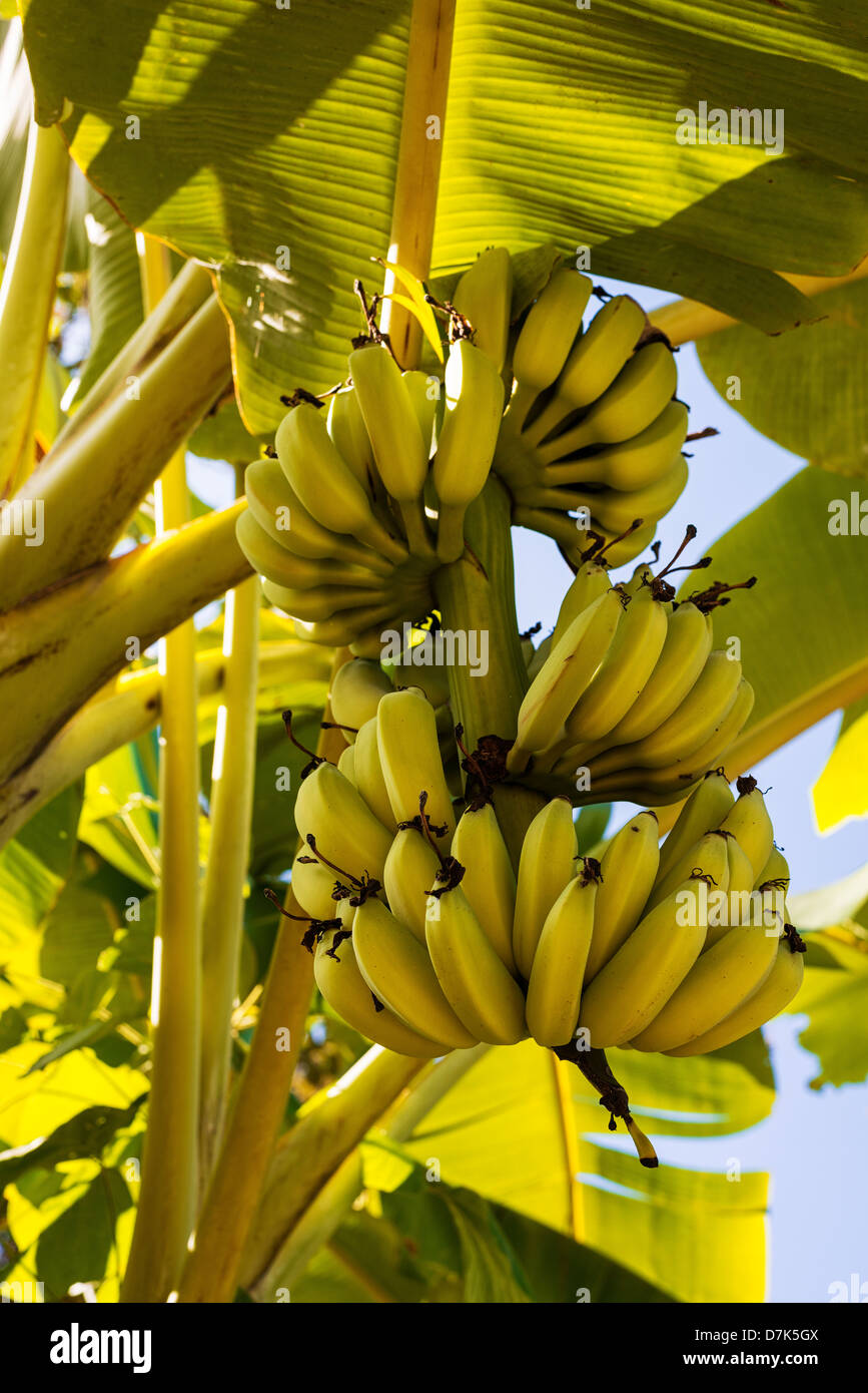 Banana tree yellow hires stock photography and images Alamy