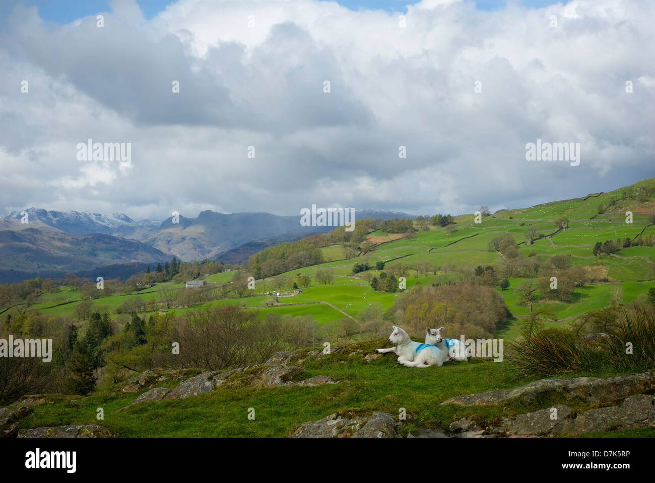 Lambs lying down on pasture, overlooking the Troutbeck Valley and Langdale Pikes, Lake District Nat Park, Cumbria, England UK Stock Photo