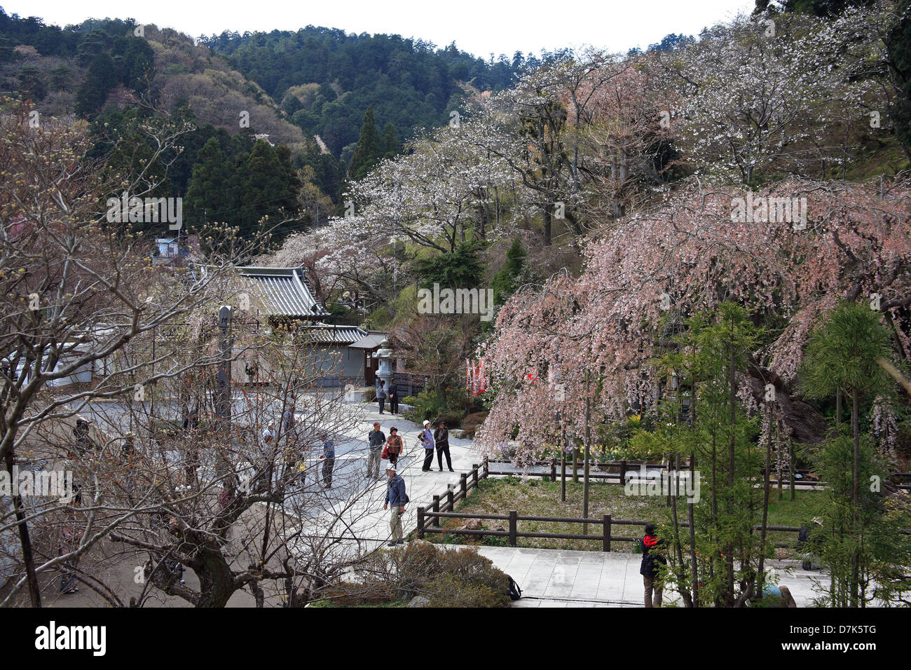 Tree in spring landscape hi-res stock photography and images - Alamy
