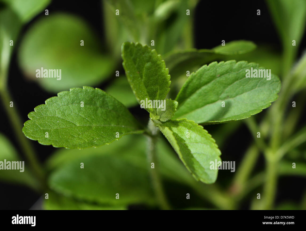Berlin, Germany, Close up of a stevia Stock Photo