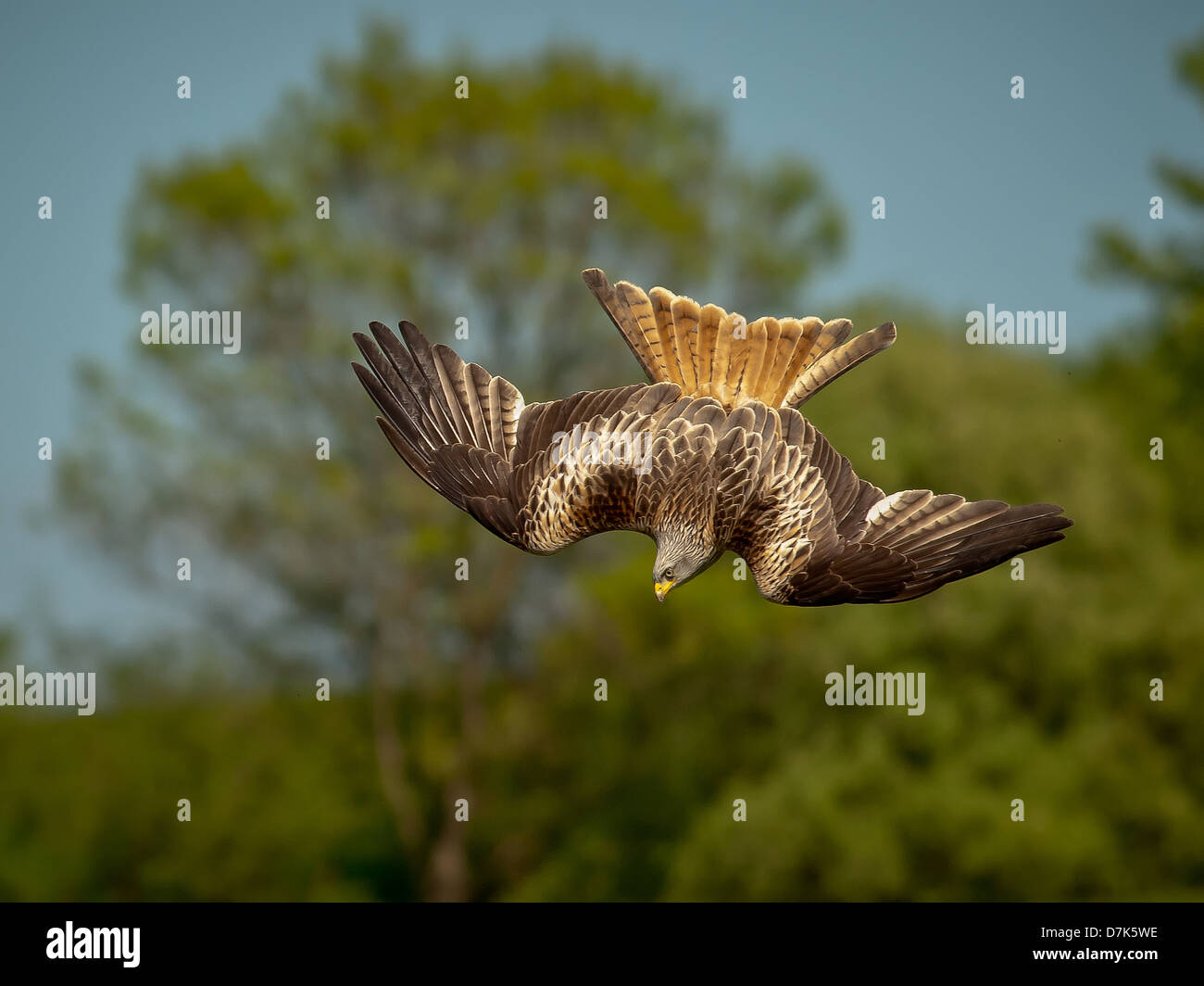 Diving bird prey hi-res stock photography and images - Alamy, image size:1300x1064