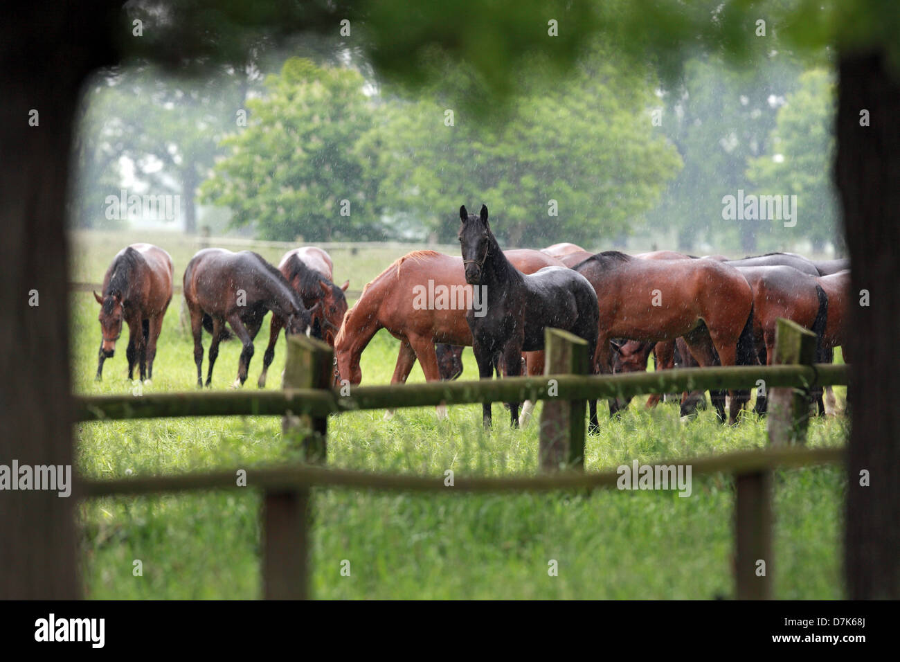 Horses In The Rain High Resolution Stock Photography And Images Alamy