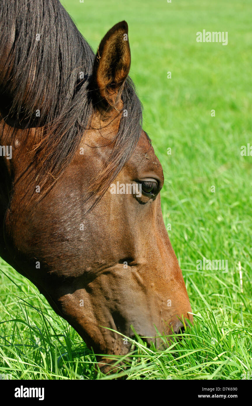 Horse eating grass hi-res stock photography and images - Alamy - Free Methods For Preventing Horse Grass Eating Outdoors