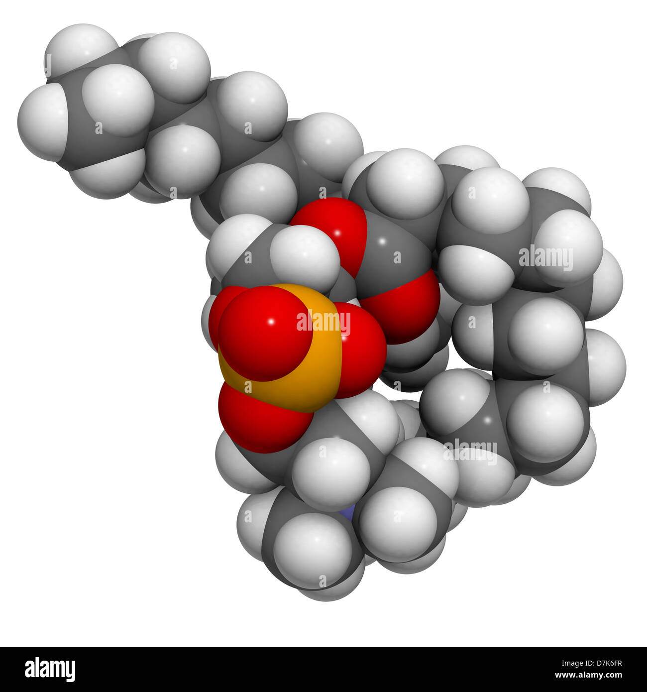 Phosphatidylcholine (PC) cell membrane building block, molecular model