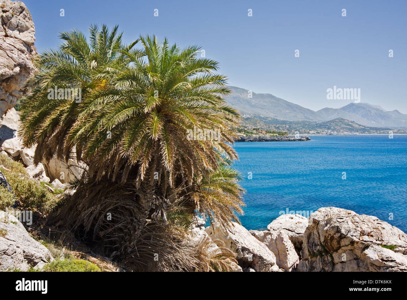 Cretan date palm on the coast of Crete near the blue Libyan sea Stock Photo