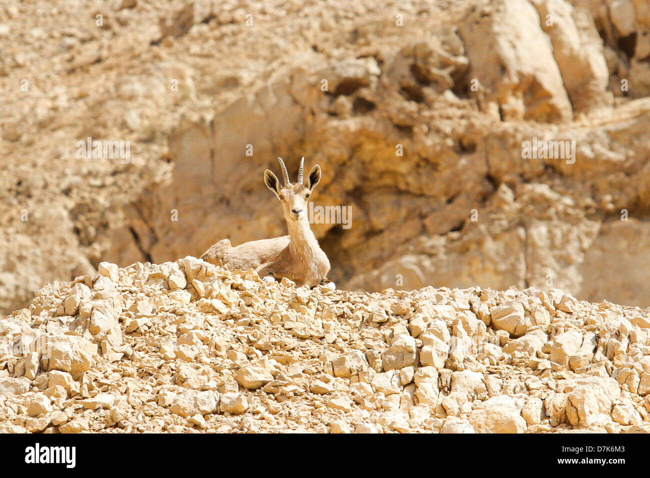 Israel, Negev, female Nubian Ibex (Capra ibex nubiana AKA Capra nubiana) Stock Photo