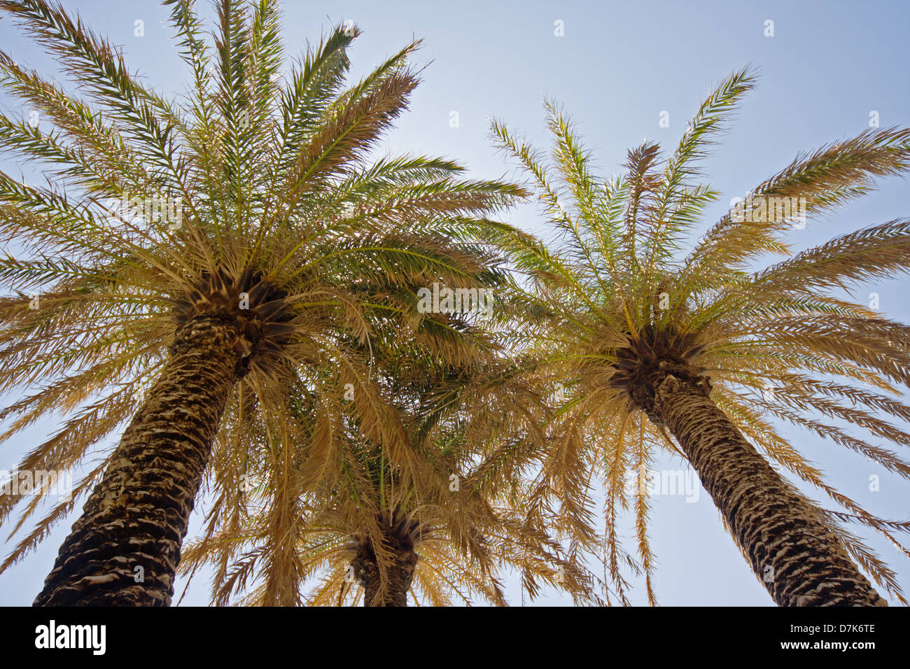 Sun shining through leaves of Cretan date palms Stock Photo