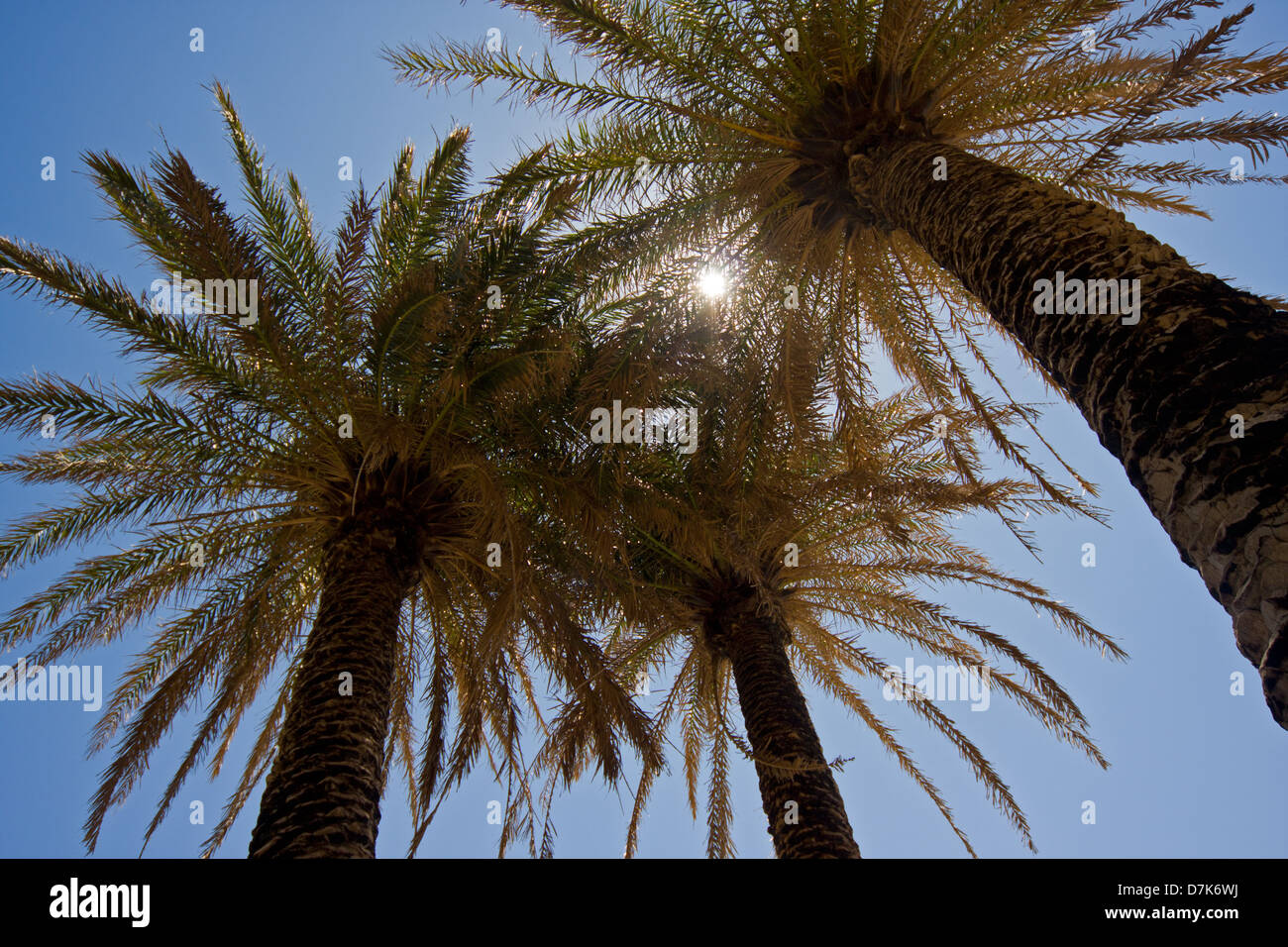 Sun shining through leaves of Cretan date palms Stock Photo