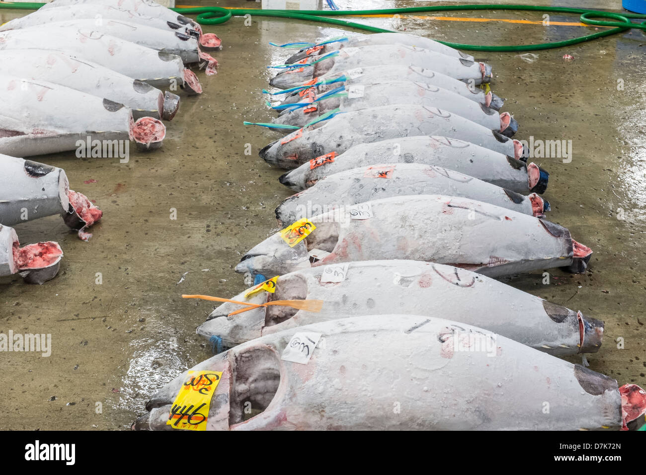Large frozen tuna fish on floor of warehouse in the Tsukiji fish market, largest in the world, Tokyo, Japan Stock Photo