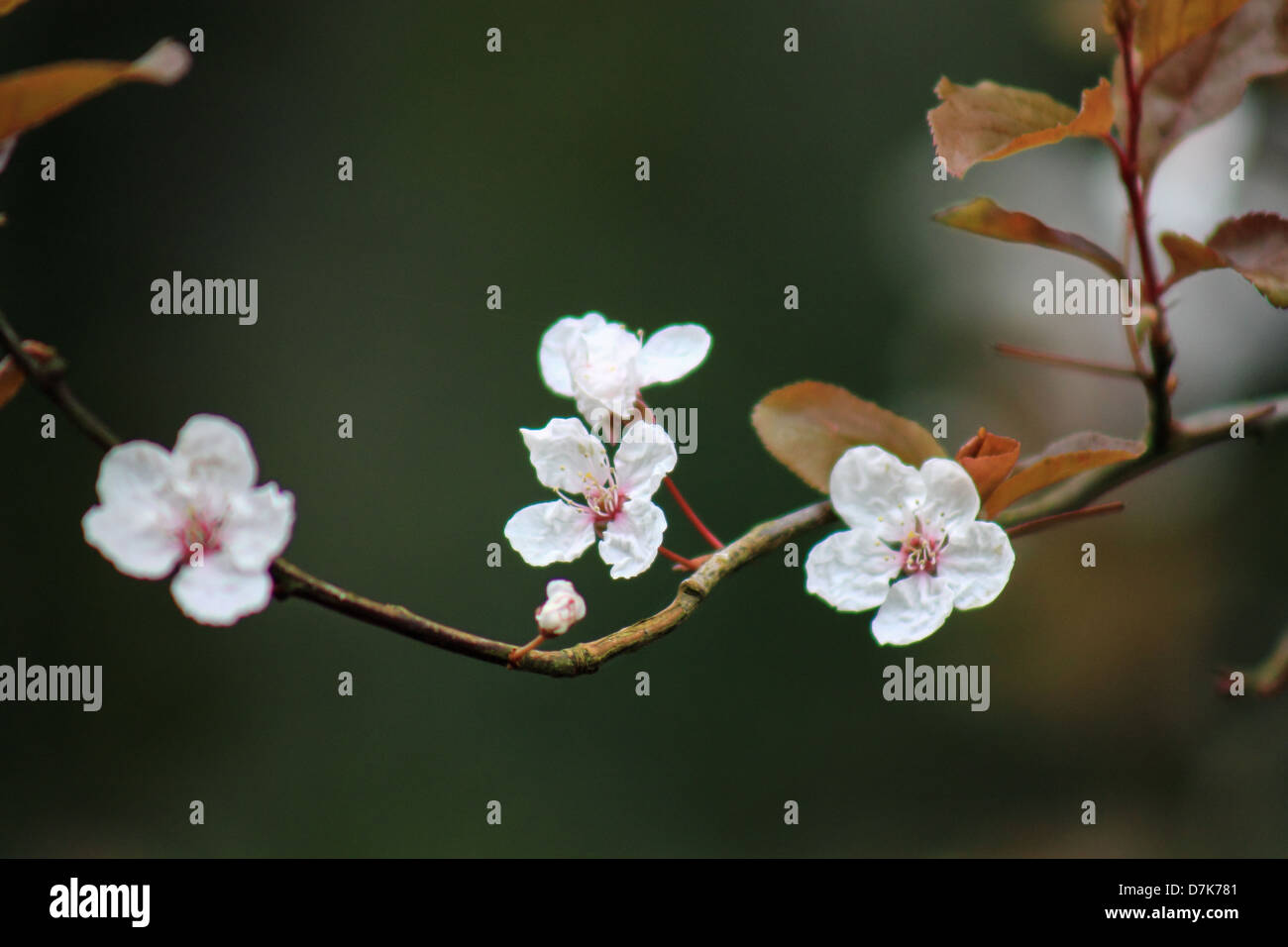 Flowering blossom hi-res stock photography and images - Alamy