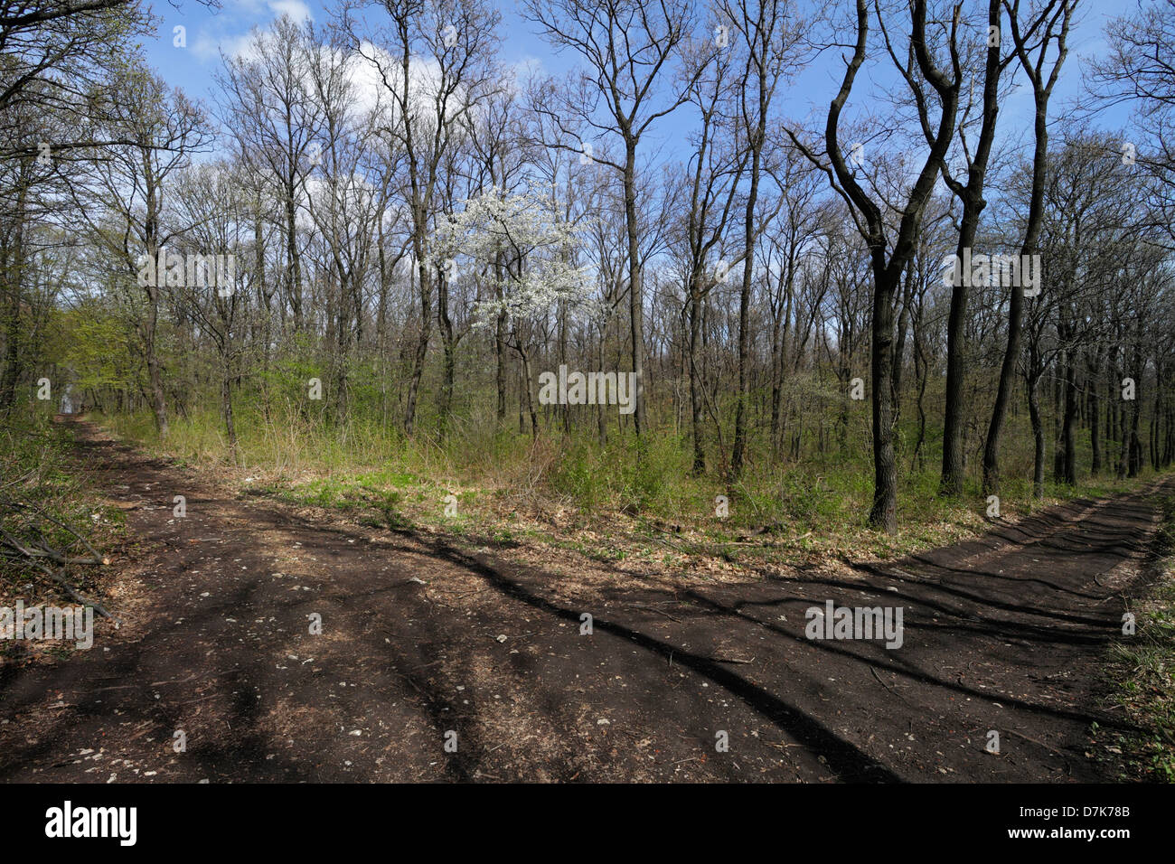 Trails in the forests of Buda Hill, spring Stock Photo