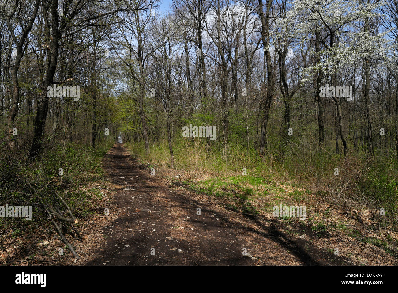 Trails in the forests of Buda Hill, spring Stock Photo