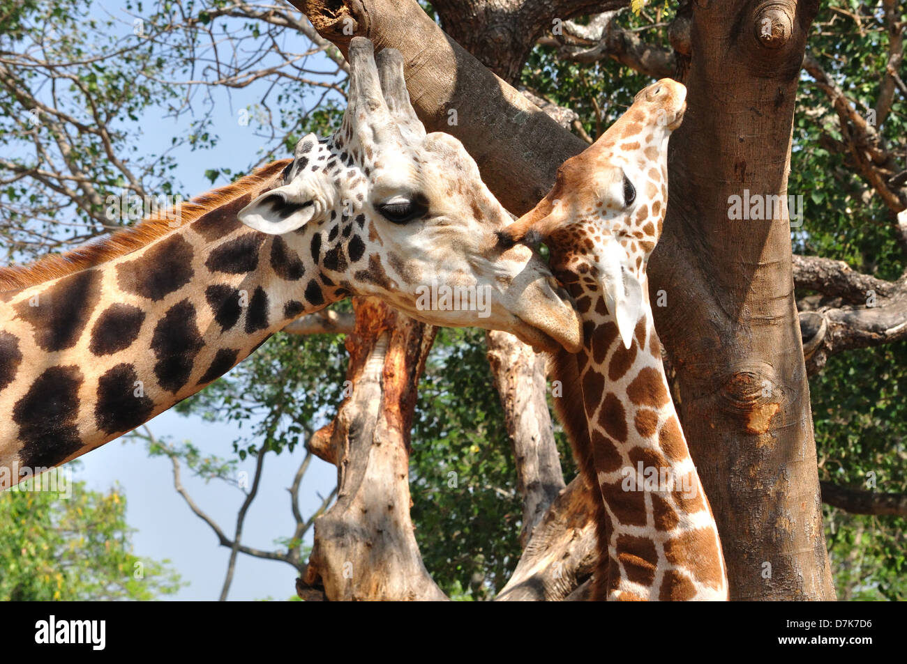 Giraffe ( Giraffa camelopardalis ) Stock Photo