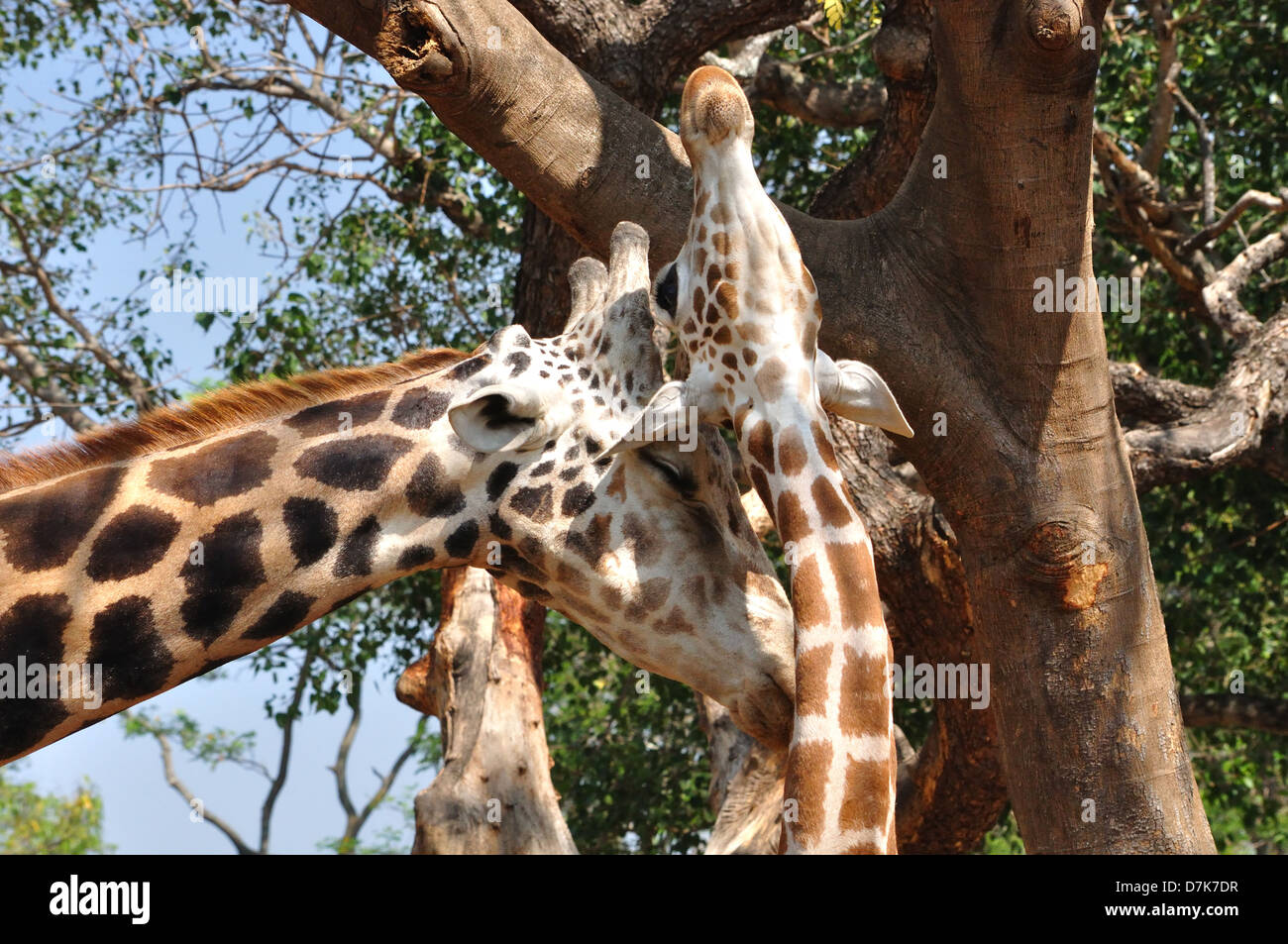 Giraffe ( Giraffa camelopardalis ) Stock Photo