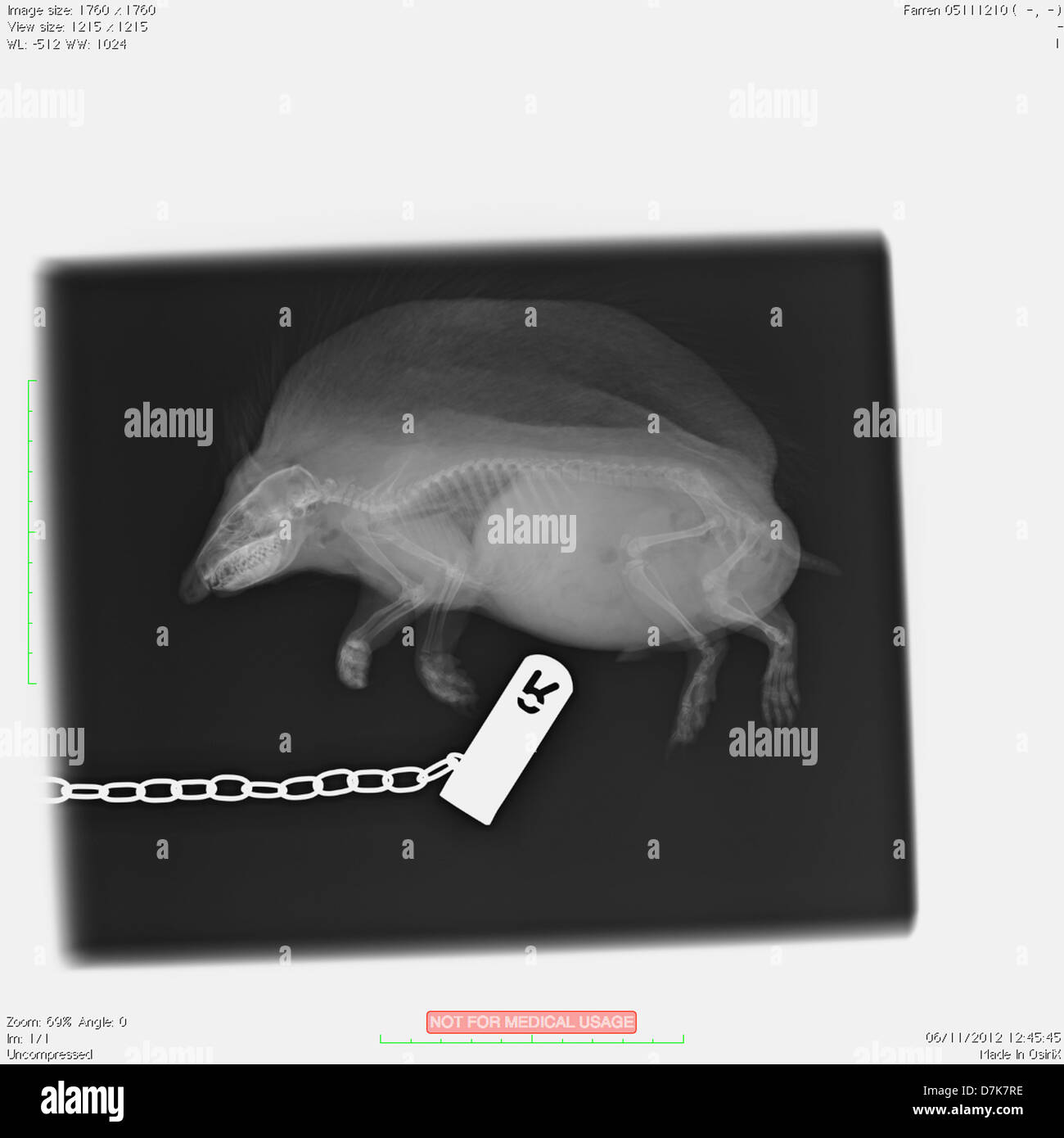 Xray of European hedgehog Stock Photo Alamy