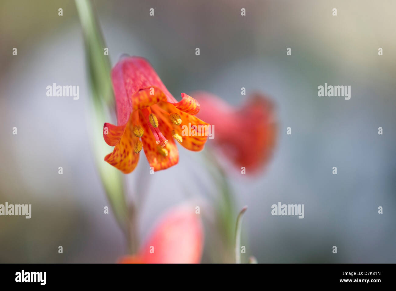 Fritillaria recurva, Scarlet Fritillary herb flower in the Liliaceae family Stock Photo