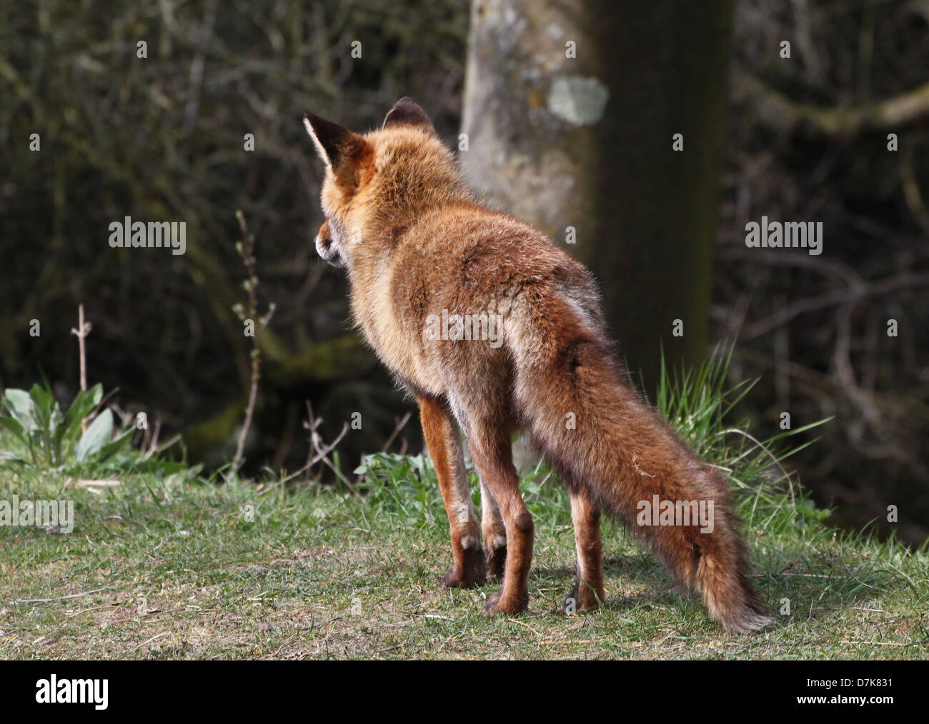 Close-up detailed portrait of a wild Red Fox ( vulpes vulpes),  seen from behing Stock Photo