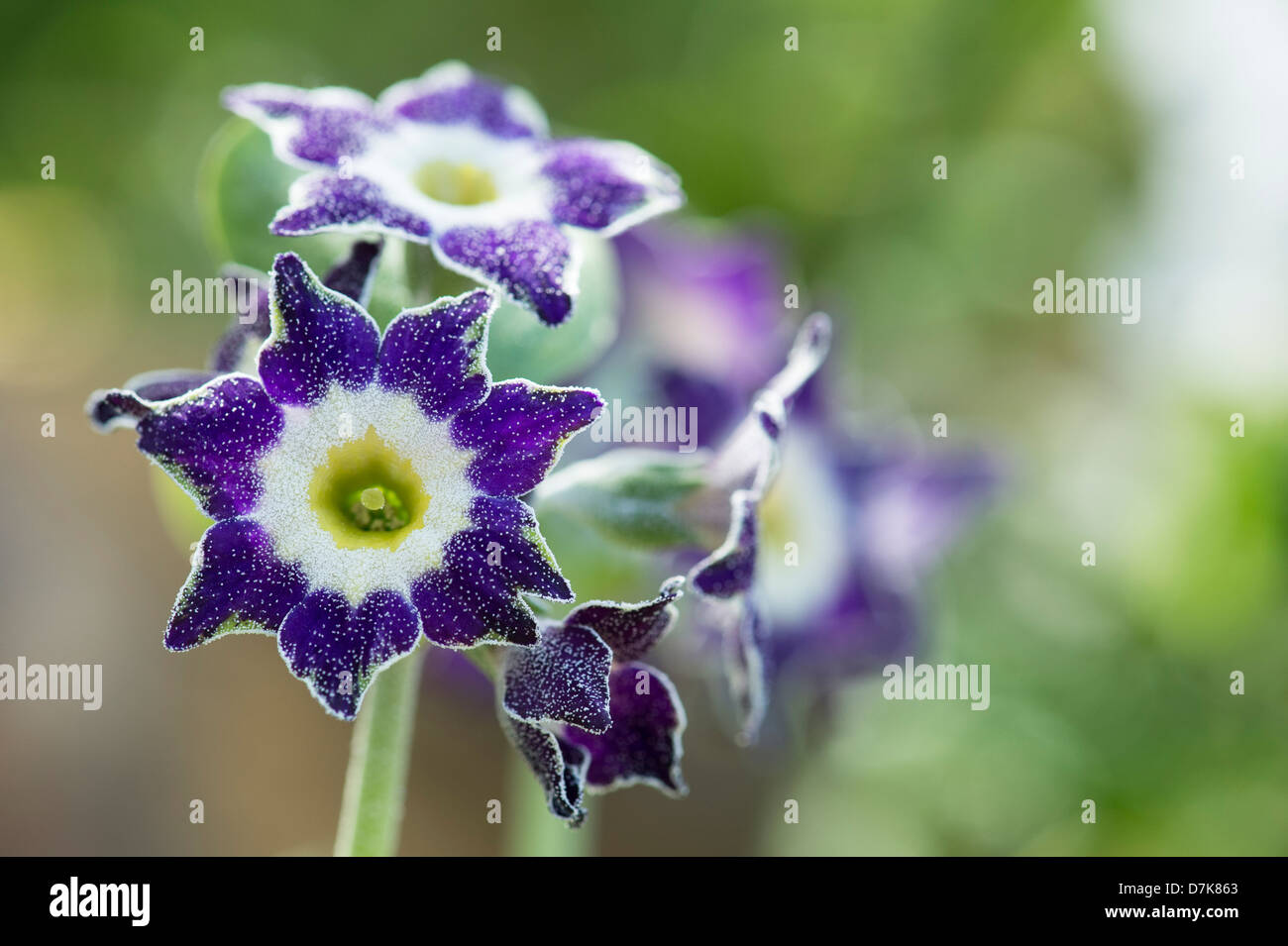 Primula Auricula 'purple velvet' . Primrose flowers Stock Photo