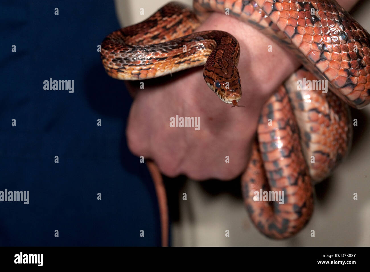 Corn Snake in veterinary nurses hand Stock Photo