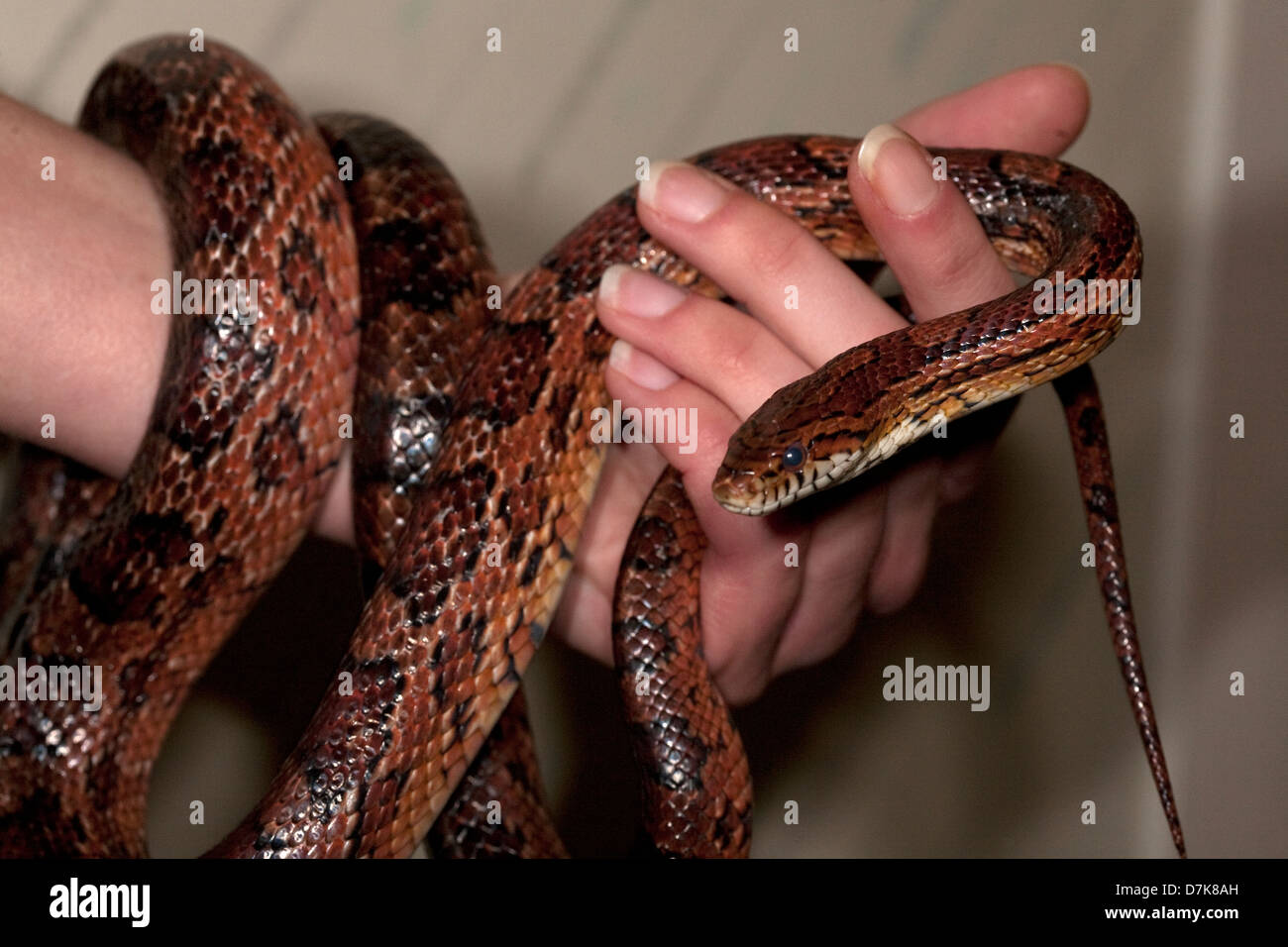 Snake In Hand High Resolution Stock Photography and Images - Alamy