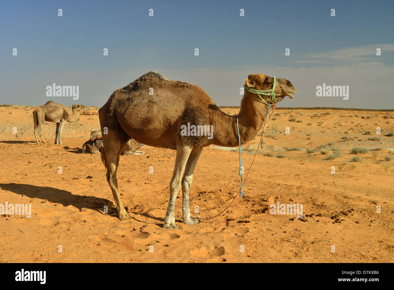 Dromedaries waiting for Tourists in the Desert near Tataouine, Tunesia. Stock Photo