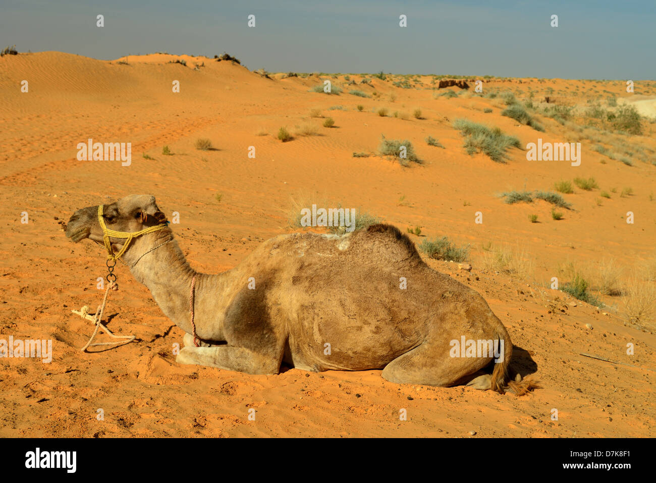 Dromedaries waiting for Tourists in the Desert near Tataouine, Tunesia. Stock Photo