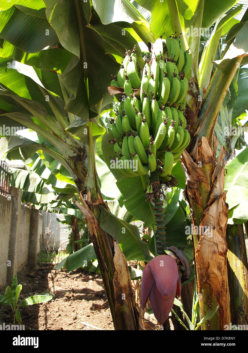 Green bananas and nice banana blossom Stock Photo Alamy
