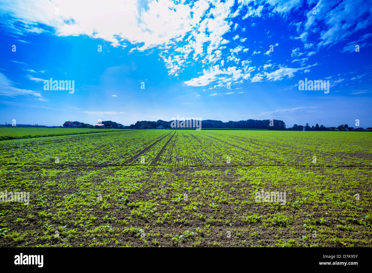 Austria, View of crop field with fresh seedlings Stock Photo