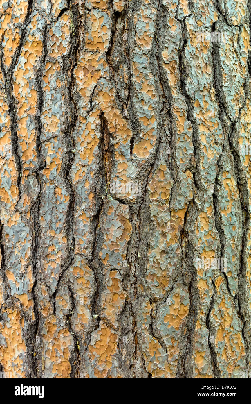 Austria, Tree bark, close up Stock Photo