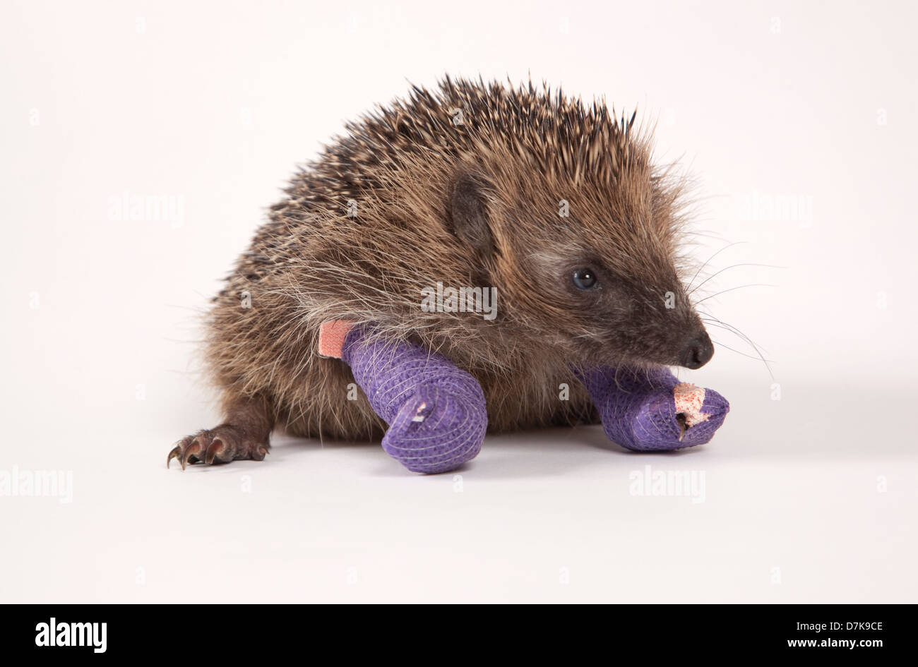 European Hedgehog with bandages on two broken legs Stock Photo - Alamy