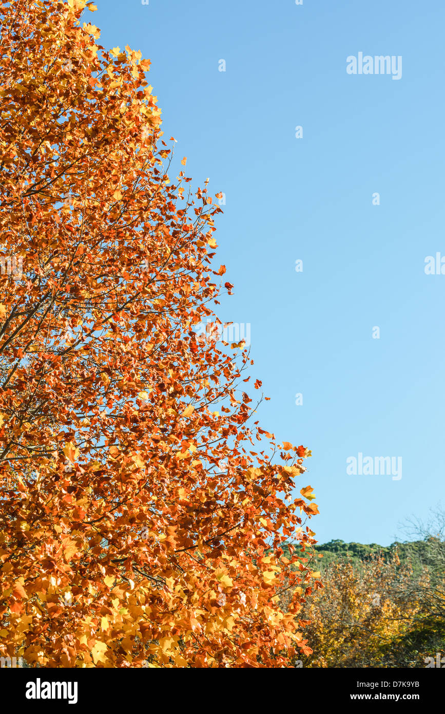 Autumn leaves in the South Australia's Mt Lofty Ranges Stock Photo