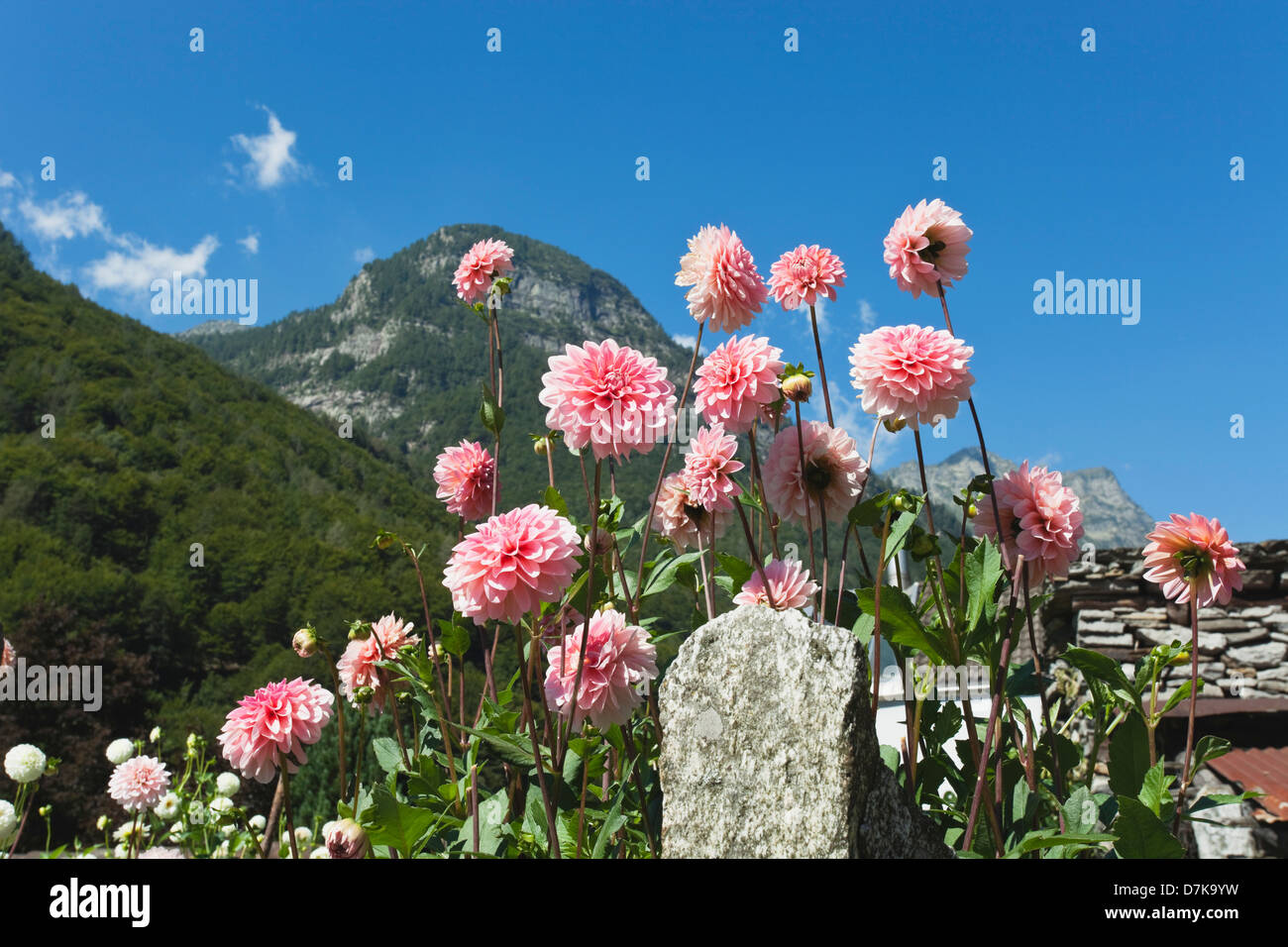 Switzerland, Brione, View of dahlia in cottage garden Stock Photo