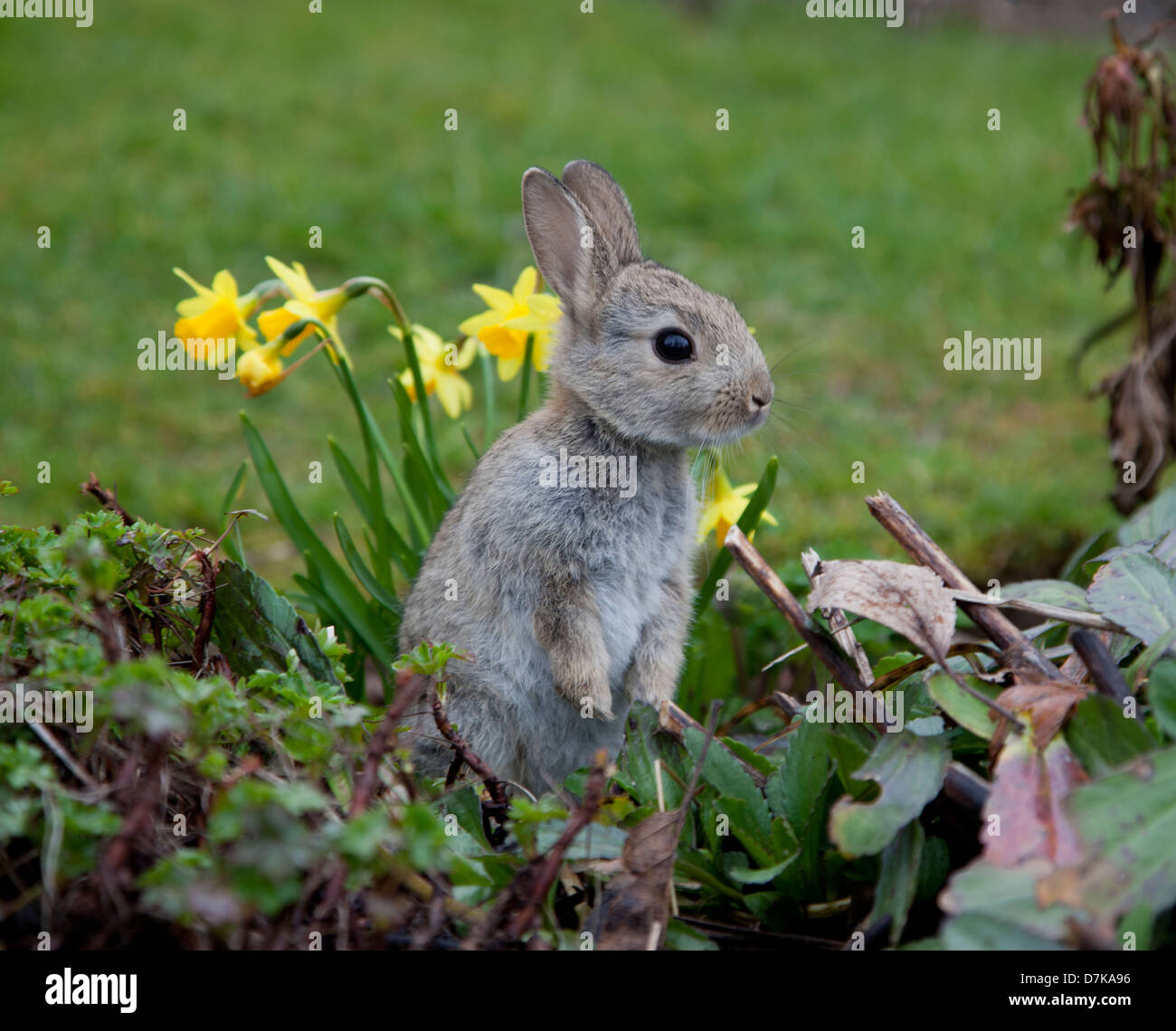 Juvenile Rabbit in garden Stock Photo Alamy