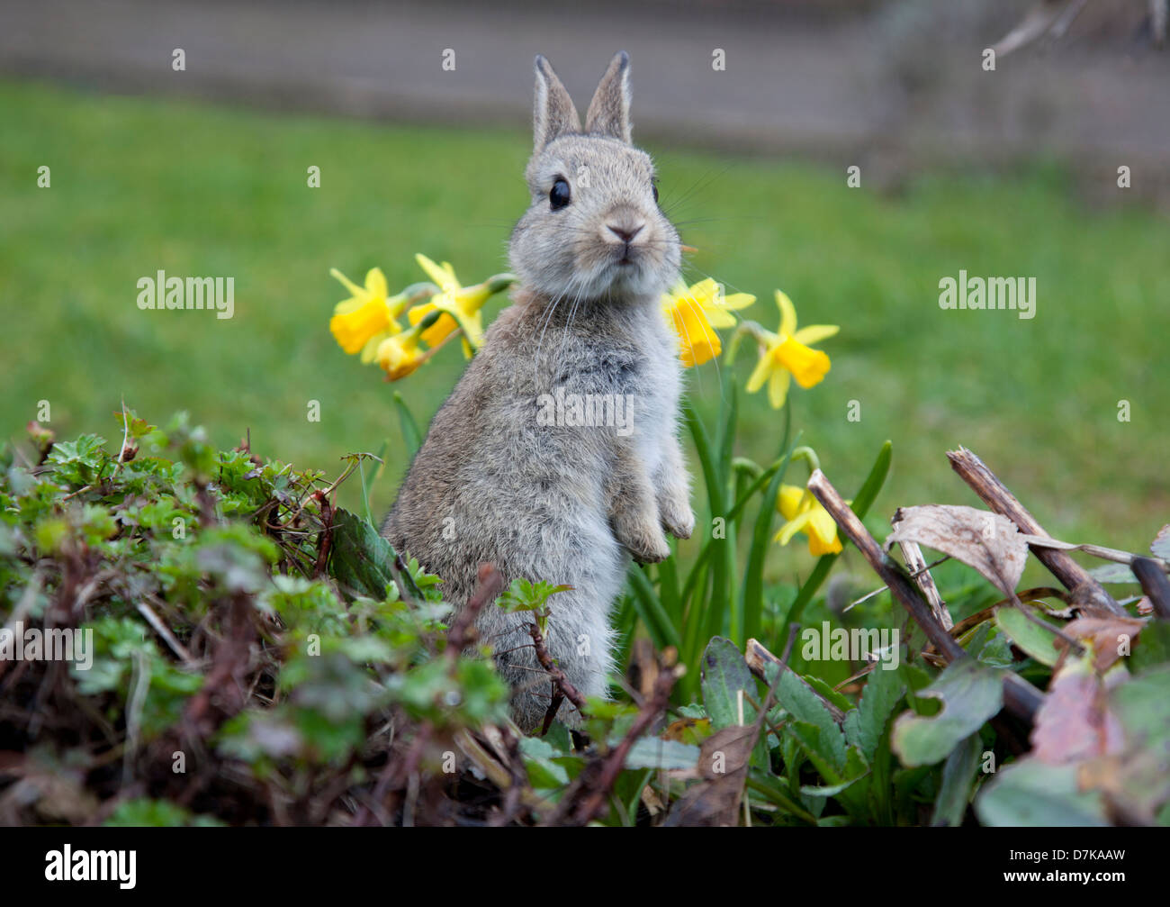 Juvenile Rabbit in garden Stock Photo