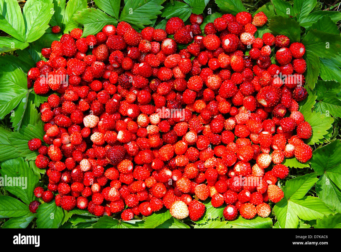 little wild strawberry and leaf as background Stock Photo - Alamy
