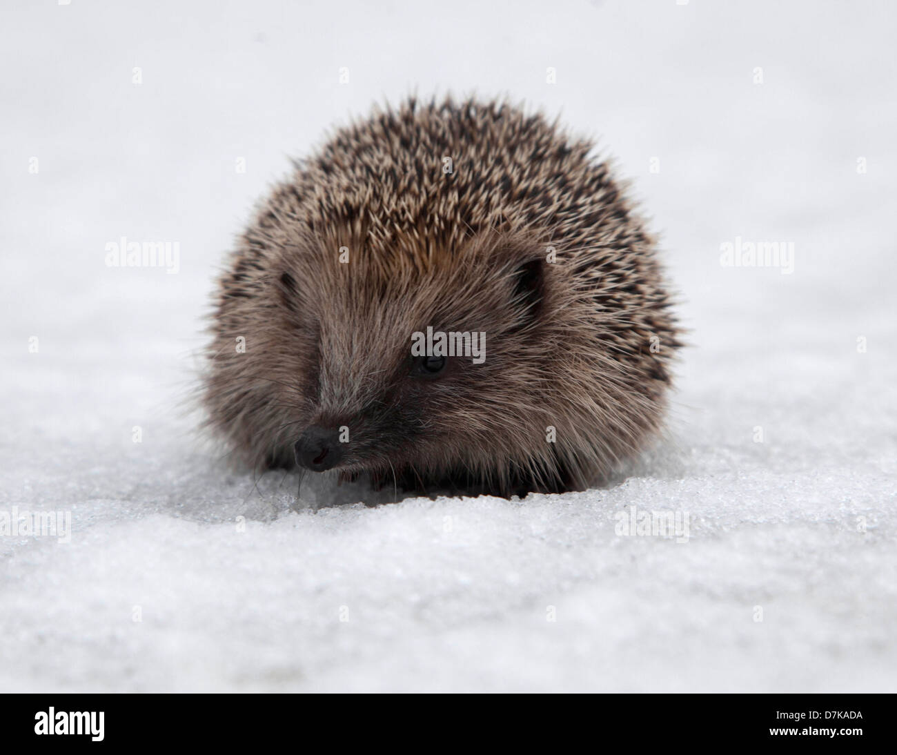 Cold hedgehog hires stock photography and images Alamy