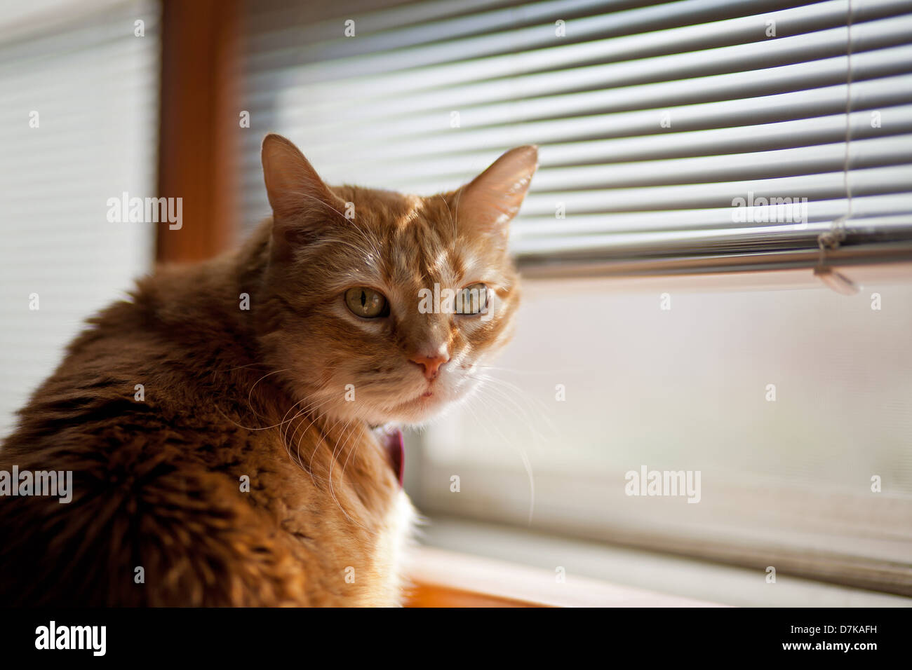 An Orange tabby cat sits in front of a window. Stock Photo