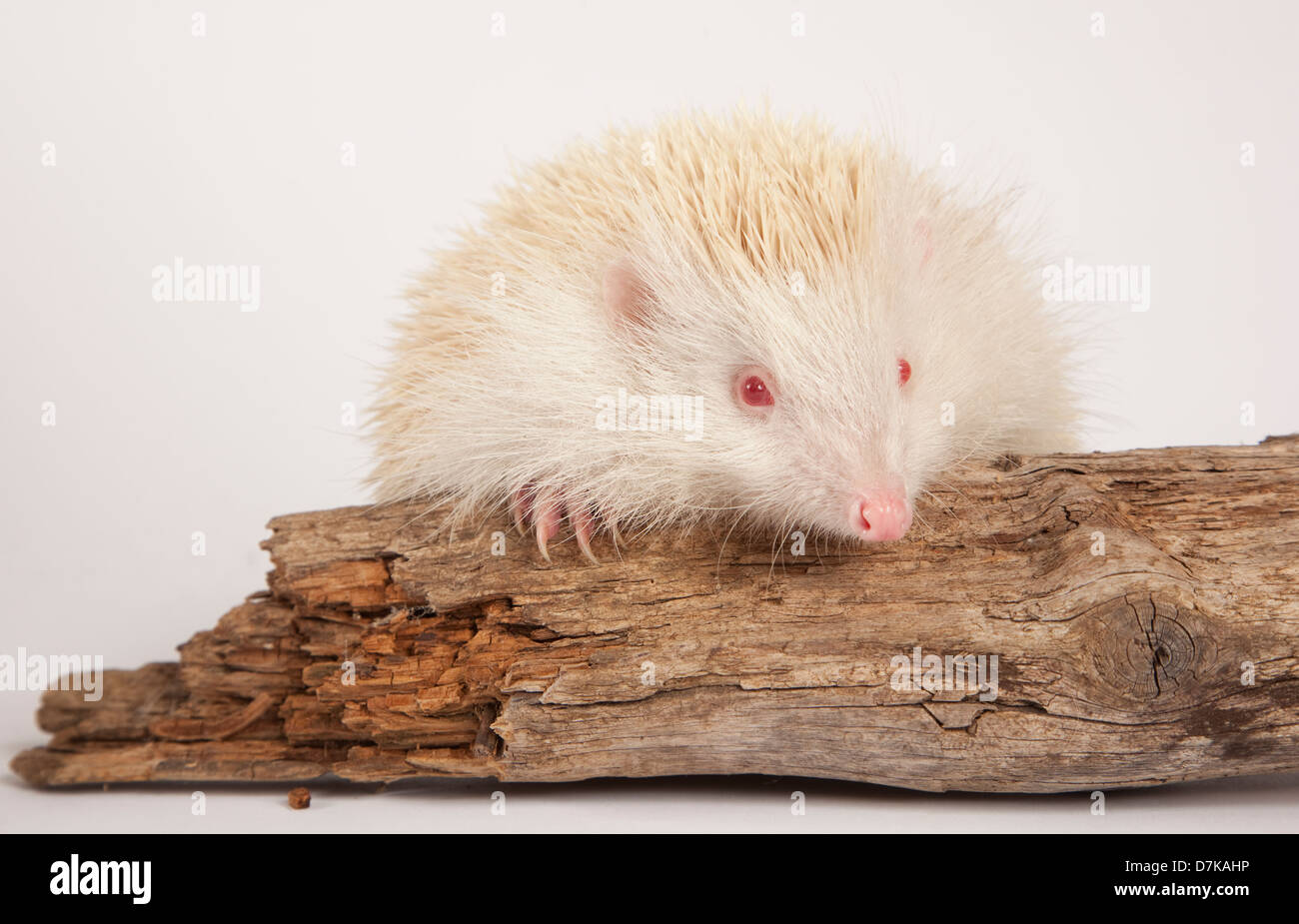 Albino European Hedgehog in Studio Stock Photo