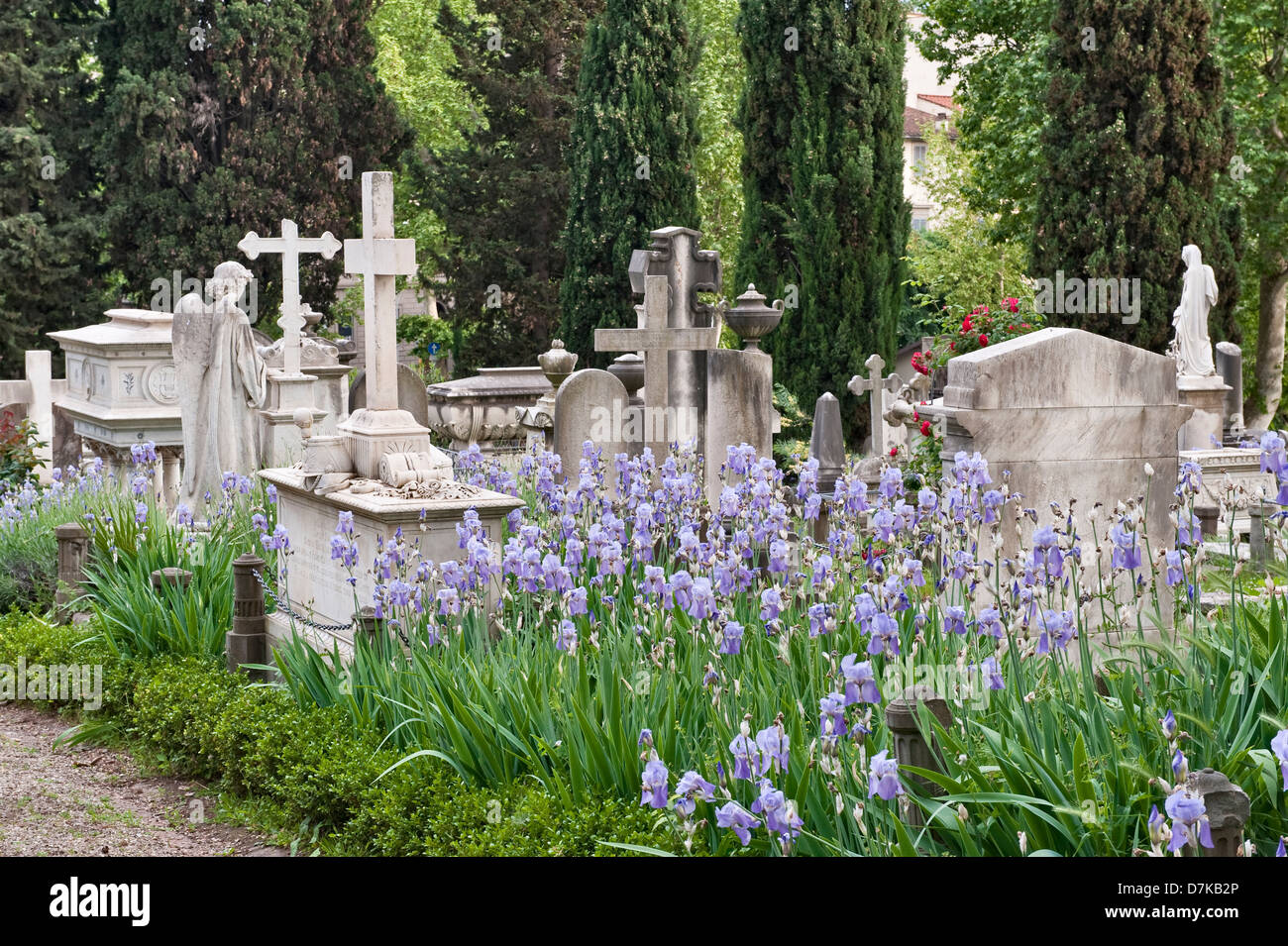 Memorials and gravestones in the English Cemetery, Florence, Italy, founded 1827. Sweet iris (Iris pallida, Dalmatian Iris) flowers among the graves Stock Photo