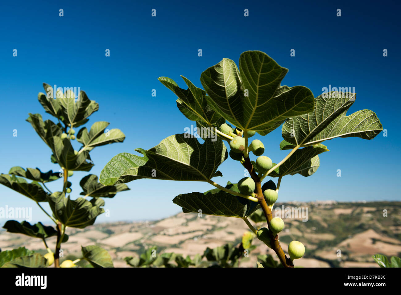 Italy, View of fig tree with blue sky Stock Photo - Alamy