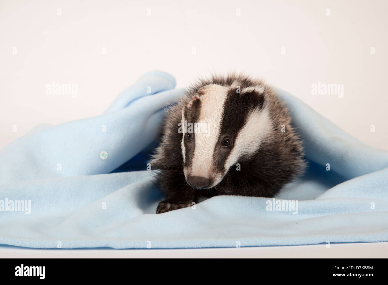 Juvenile European Badger with head injury Stock Photo