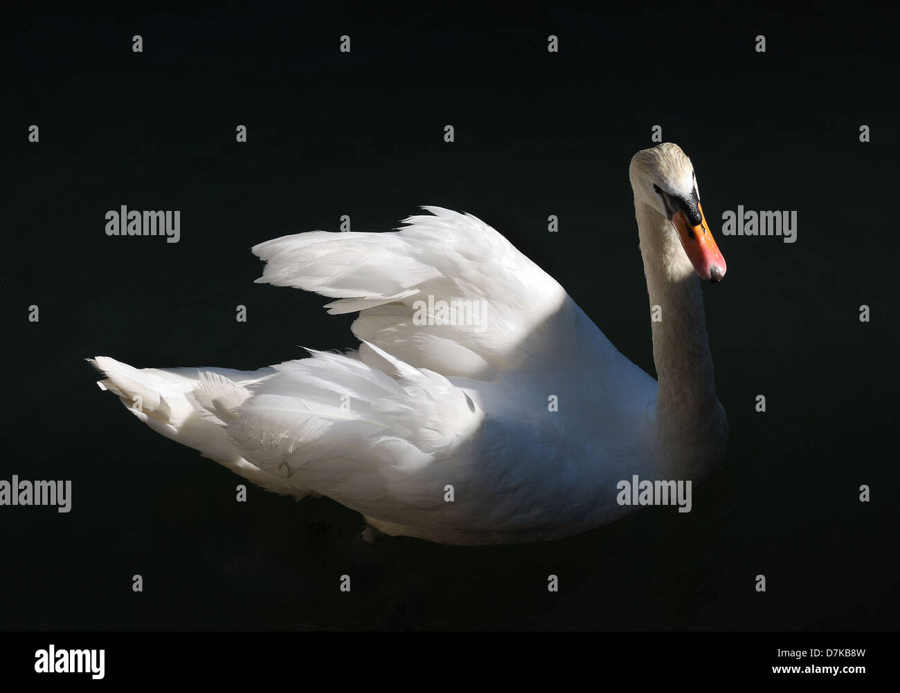 White swan swimming in a lake on black background Stock Photo - Alamy