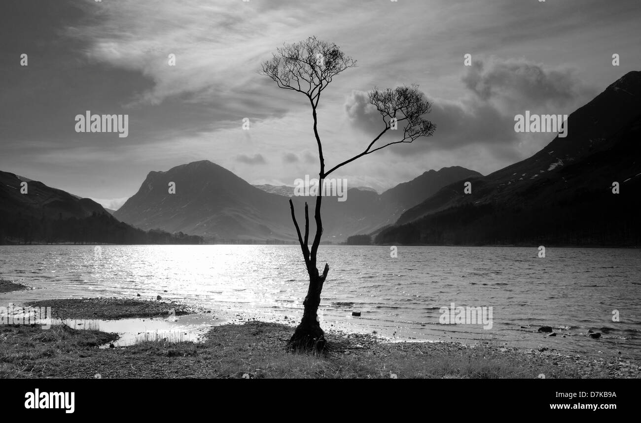 Lone tree at Butteremere in the English Lake District Stock Photo